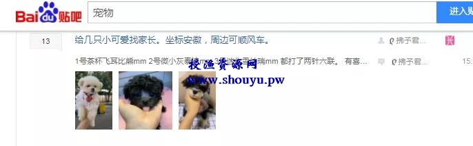 如何打造宠物行业细分领域的暴利项目!