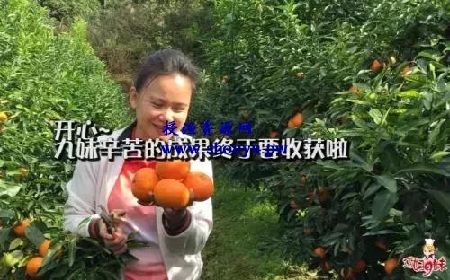教你做三农领域的自媒体运营,小白也能入过万