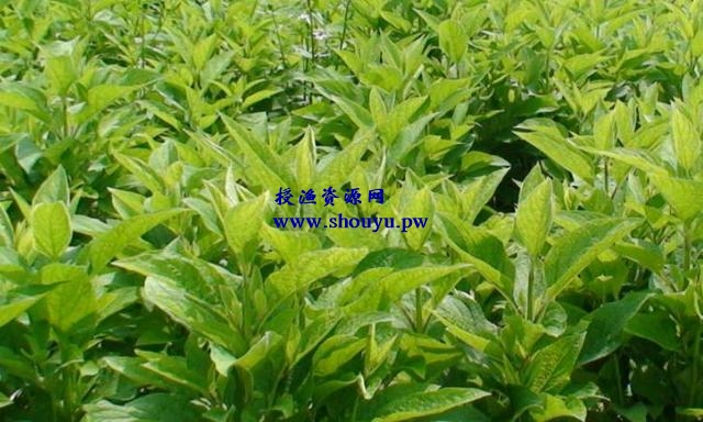 现在什么种植赚钱?种植赚钱就看这里