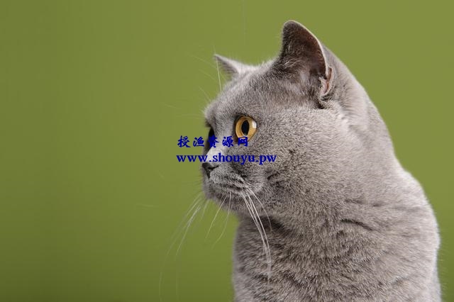 一本万利的买卖:我业余养猫赚了10倍的钱,聊聊副业做猫舍该怎么赚钱