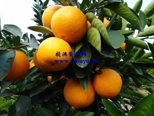 半天卖出500斤,这才是土特产赚钱的秘诀